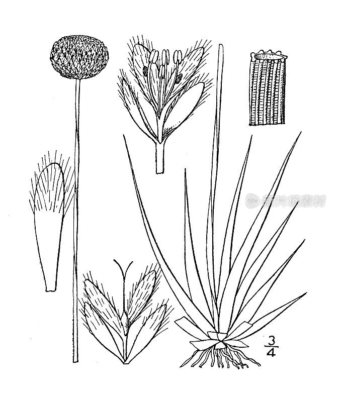 古植物学植物插图:Eriocaulon compressum，扁平管叶植物